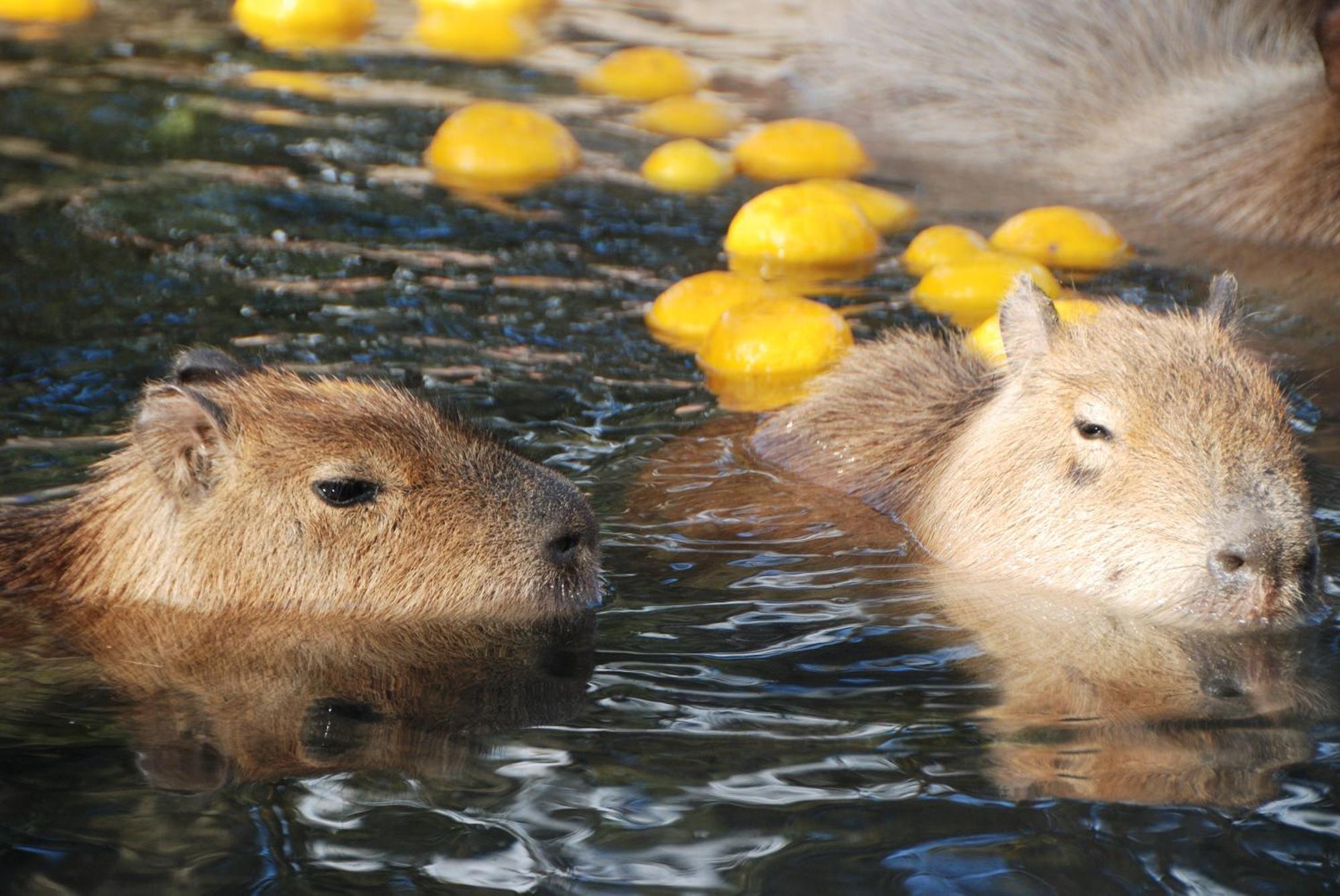 Hotel Associa Тоёхаси Экстерьер фото Capybara